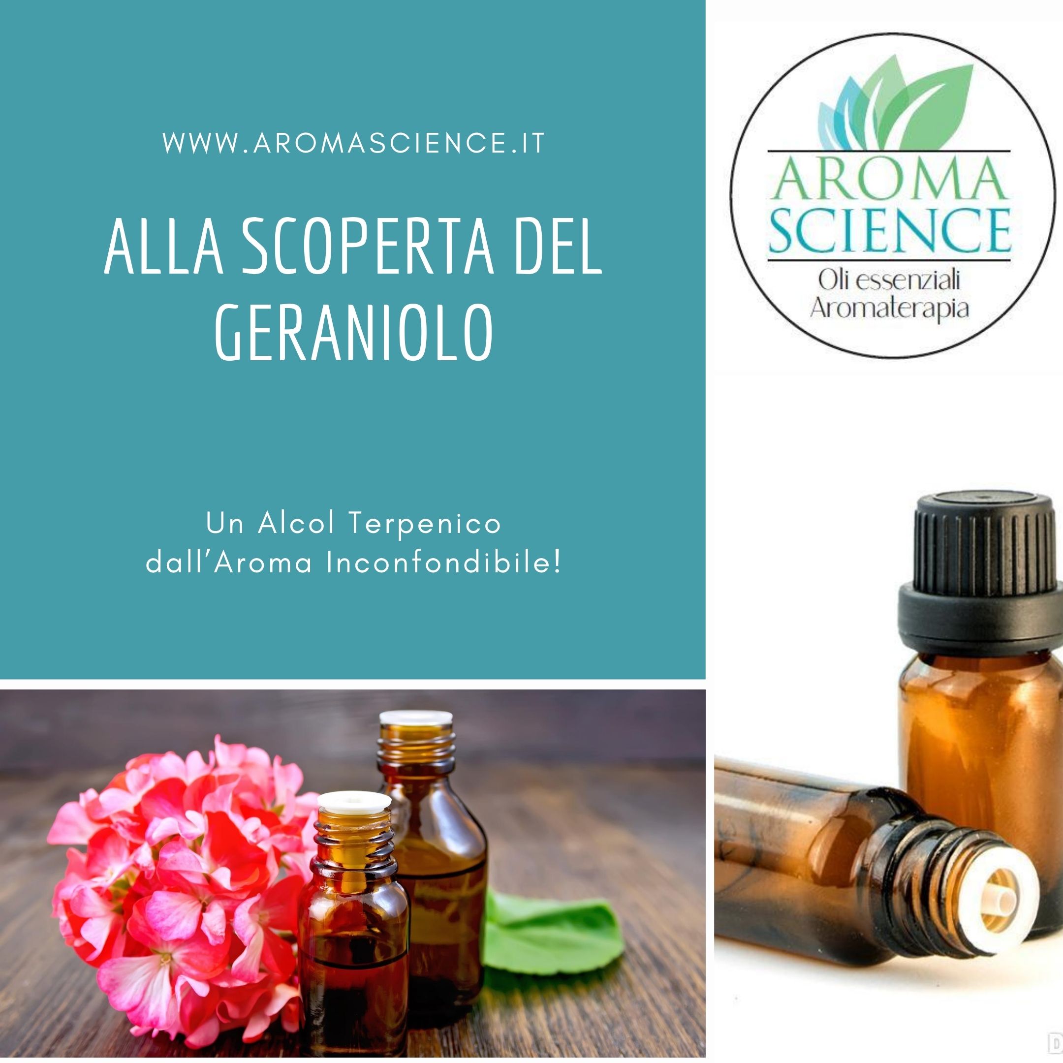 Alla scoperta del geraniolo un alcol terpenico dall'aroma inconfondibile