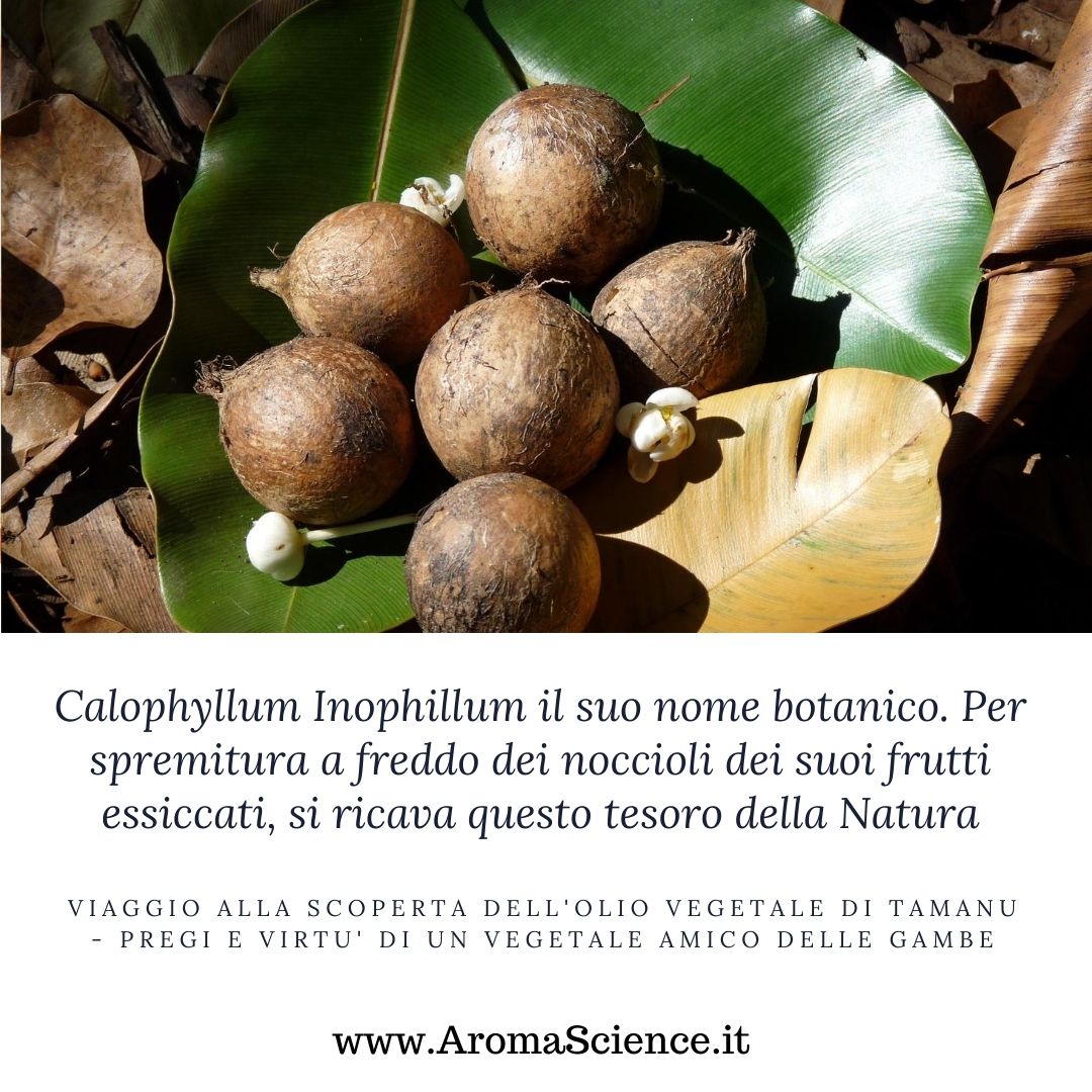 Viaggio alla scoperta dell'olio vegetale di tamanu