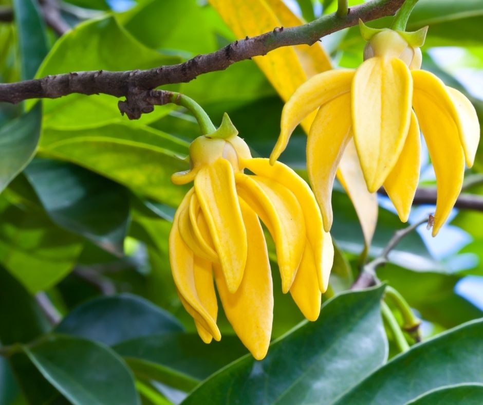 Ylang Ylang - Un Profumo allo Stato Puro