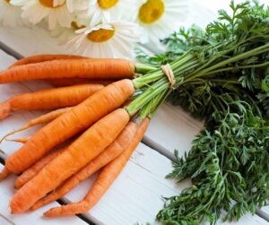 olio di carota vettore di oli essenziali in aromaterapia