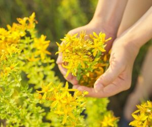 Iperico il Fiore Medico e lo Speciale Oleolito che se ne Ricava