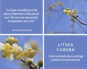 Olio Essenziale di Litsea cubeba: il Richiamo degli Angeli!