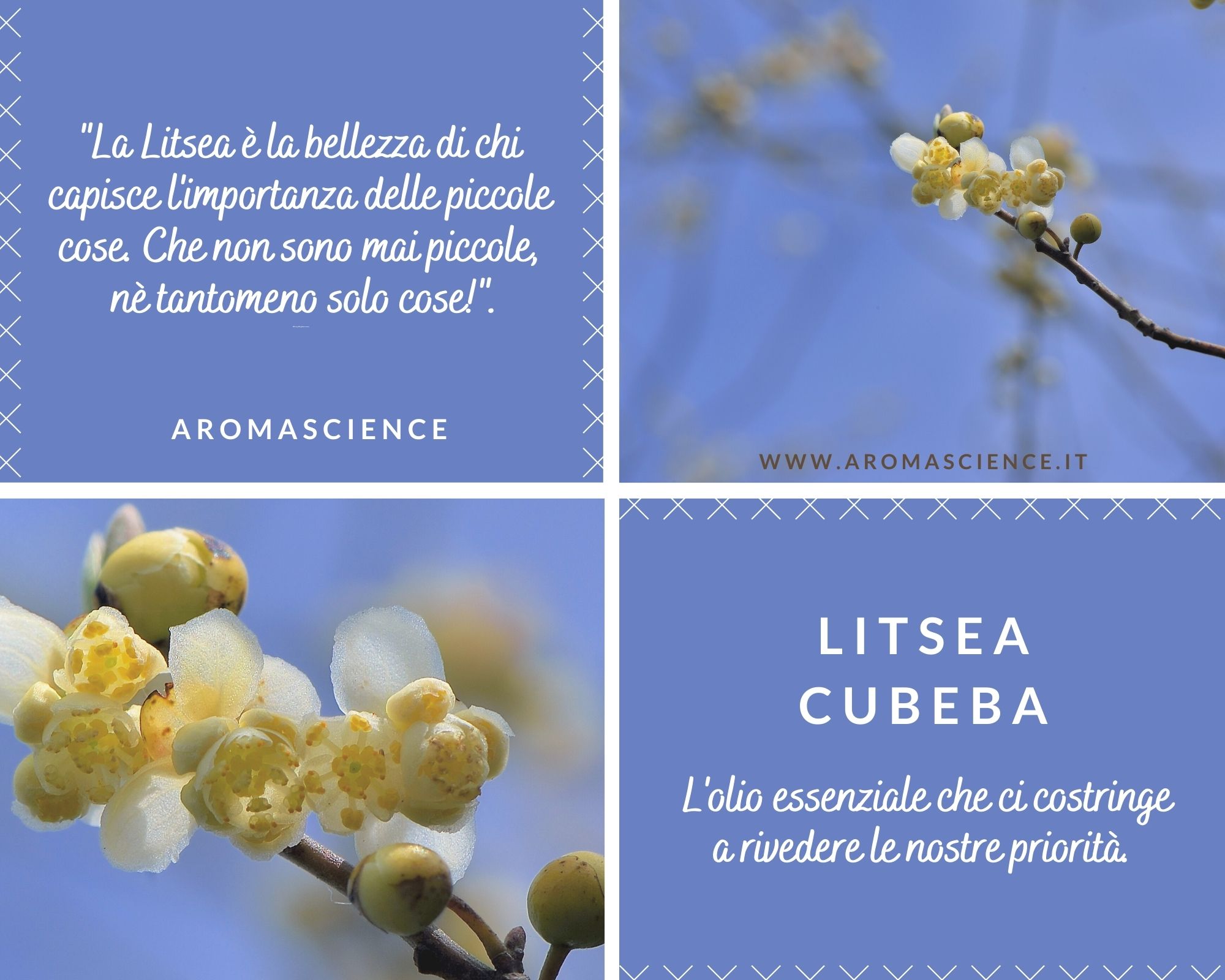 Olio Essenziale Di Litsea Cubeba - Il Richiamo Degli Angeli!