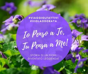 Viaggi olfattivi: Viola Odorata un fiore che ha fatto la storia