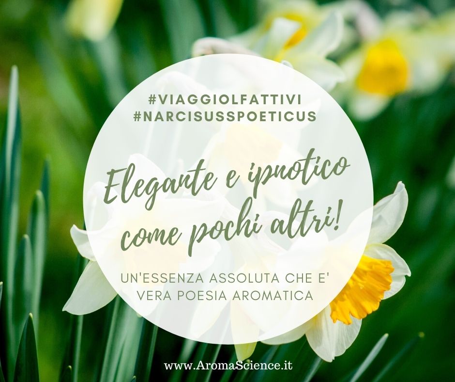 Narcotico come un Narciso! Viaggio alla Scoperta del Narcissus Poeticus