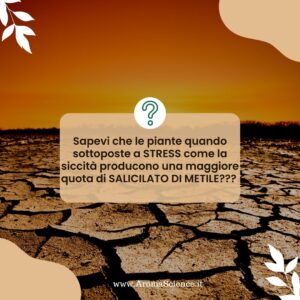 Sapevi che con la Siccità le piante producono SALICILATO DI METILE?