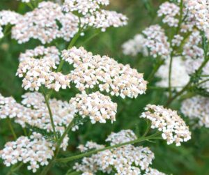 Viaggio alla Scoperta dell'olio essenziale di Achillea