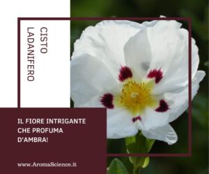 Cisto, il fiore intrigante che profuma d'ambra!