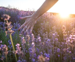 Linalolo come strumento terapeutico nella depressione