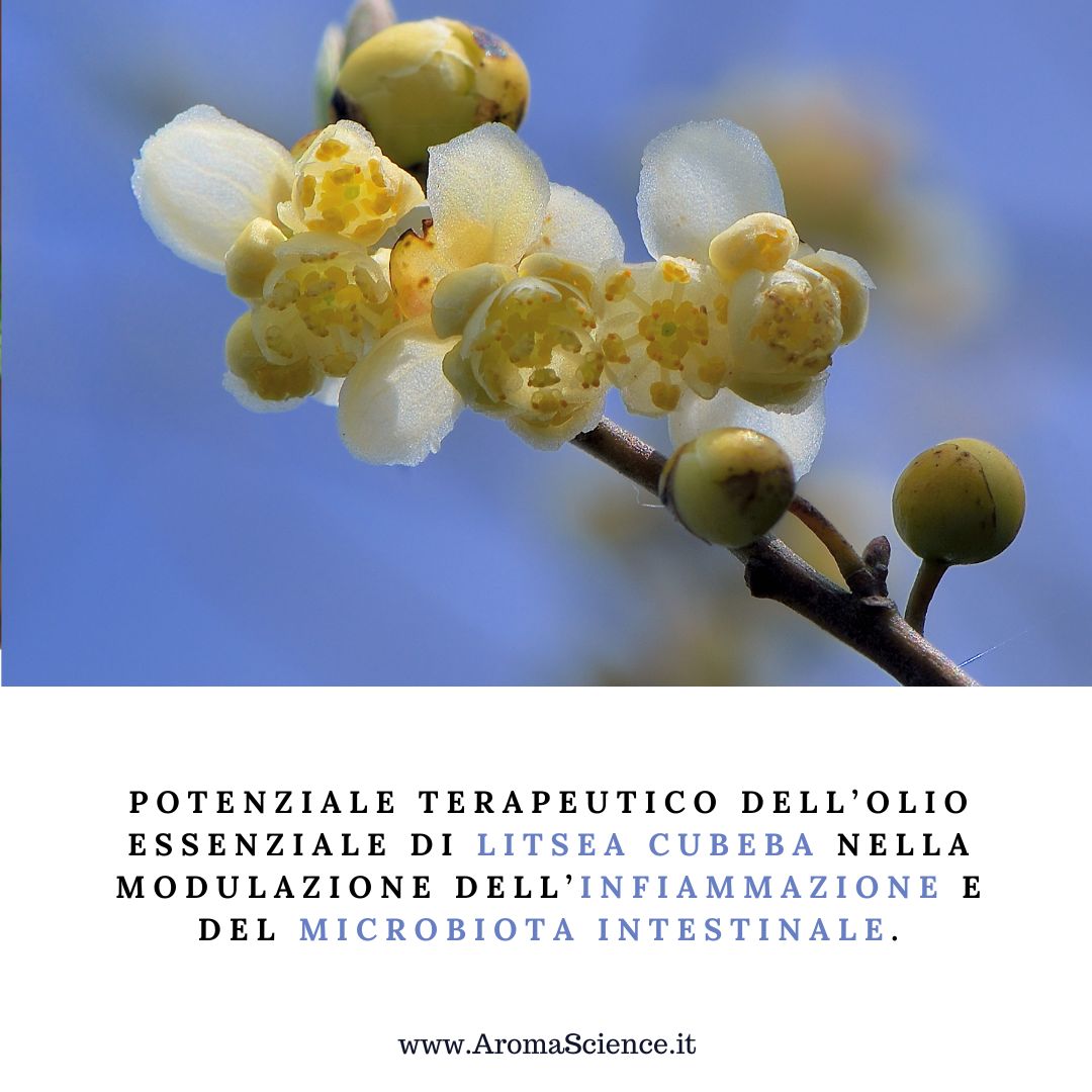 Il potenziale terapeutico dell' olio essenziale di Litsea cubeba