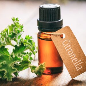 Ai fini repulsivi meglio un olio essenziale di Citronella di Java o di Ceylon?