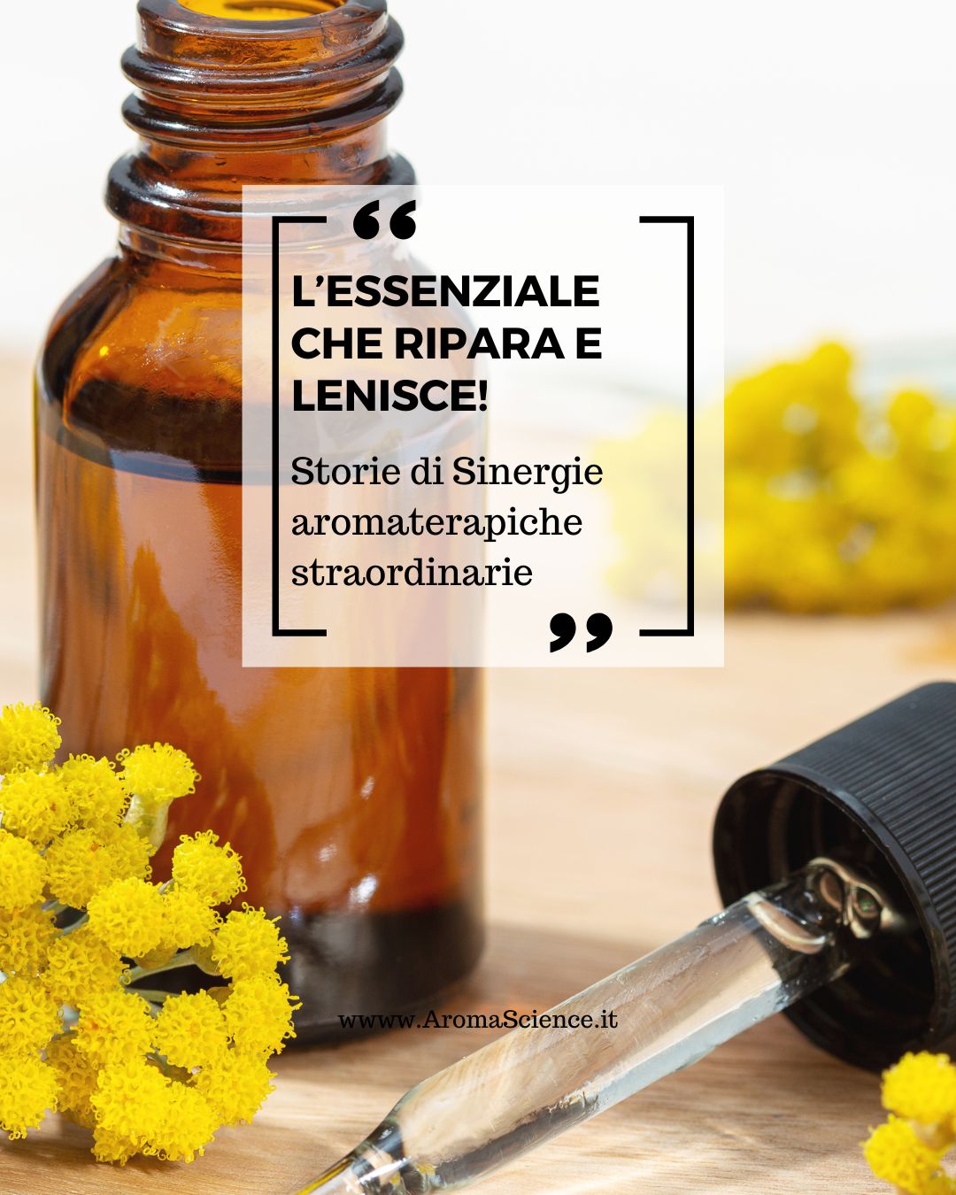 elicriso italico: l' olio essenziale che ripara e lenisce