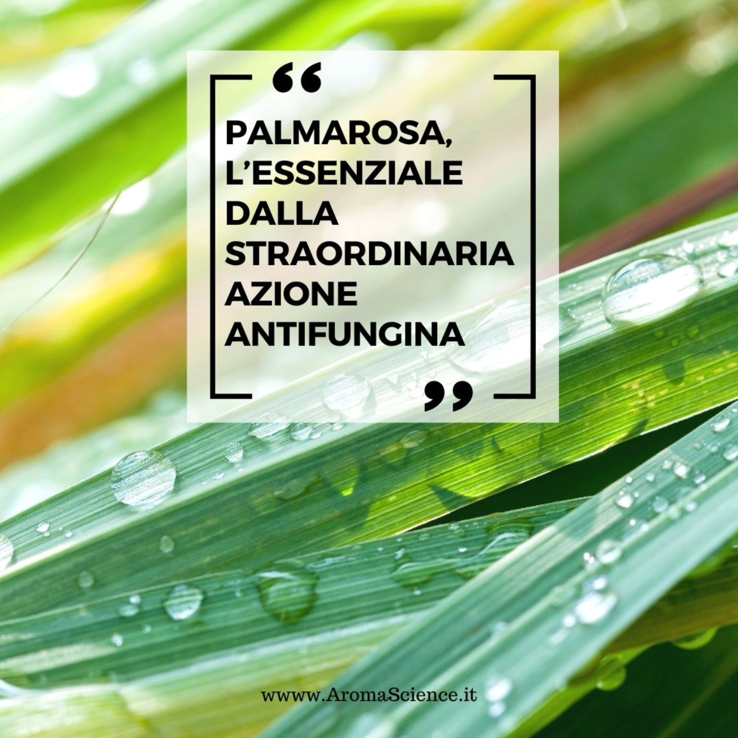 palmarosa